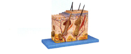 皮膚組織結(jié)構(gòu)放大模型-A41002