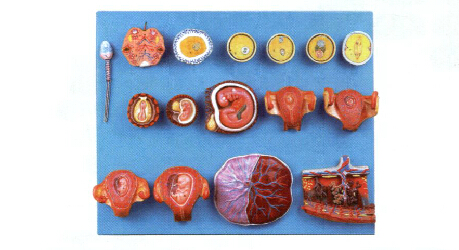 受精與早期胚胎發(fā)育過程模型-A42002